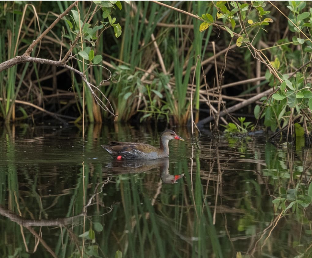 The rare African Finfoot bird swimming in the papyrus marshes of Lake Mburo, a highlight for birdwatching safaris in Uganda.