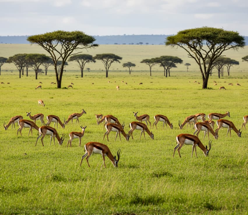 A calm herd of Thomson's gazelles grazing on lush, green savanna grass under a clear sky during the rainy season in a Nakuru national park.