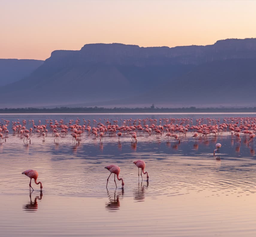 Thousands of flamingos feeding with sunrise reflections on Lake Manyara soda lake, Tanzania