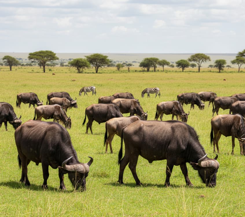 African buffalo and wildebeest grazing naturally on the Masai Mara savannah, Kenya.
