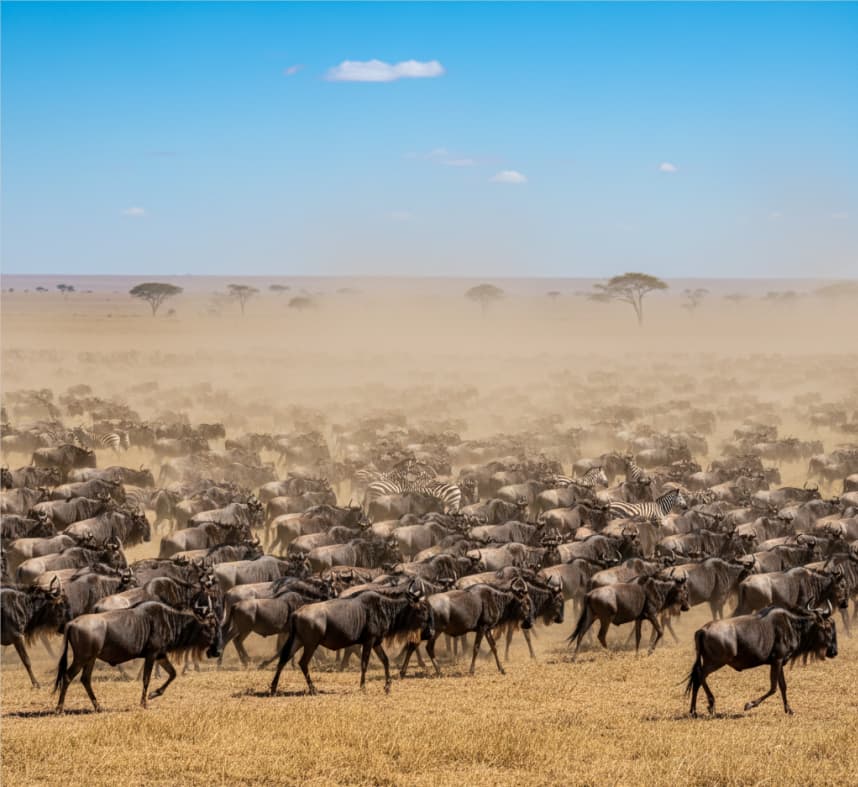 Large herd of wildebeest and a few zebras during the Great Migration in Masai Mara, Kenya.
