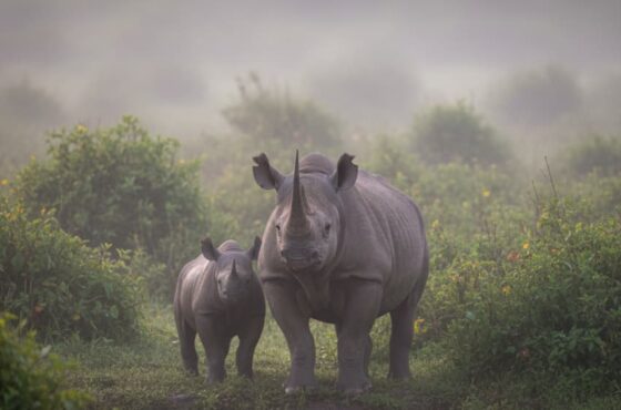 4 Days Lake Manyara, Serengeti And Ngorongoro Crater