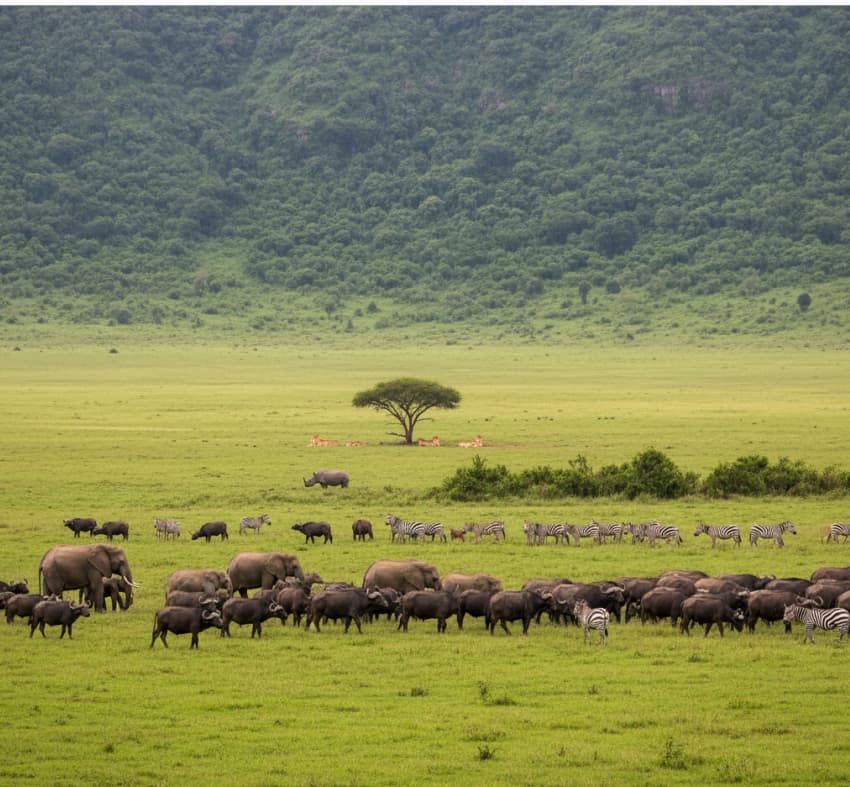 Big Five animals grazing together on the Ngorongoro Crater floor, Tanzania