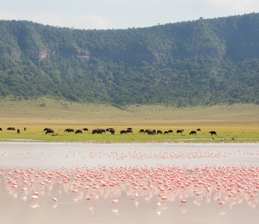 Flock of flamingos along the soda lake edge in Ngorongoro Crater, Tanzania