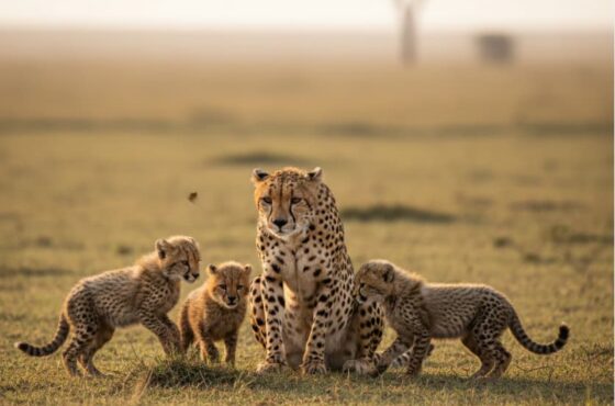 4 Days Serengeti & Ngorongoro Crater Safari