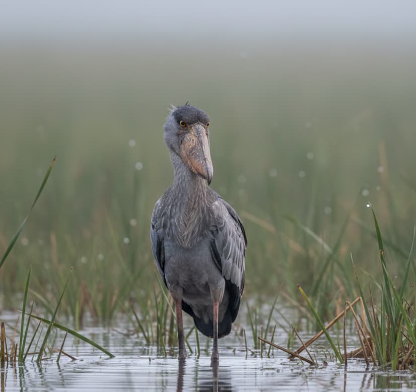 The rare Shoebill Stork spotted in the wetlands of Queen Elizabeth National Park, a top destination for birdwatching in Uganda.
