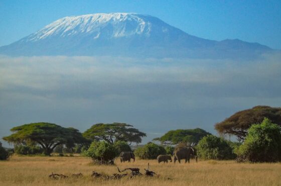 Amboseli Day Trip
