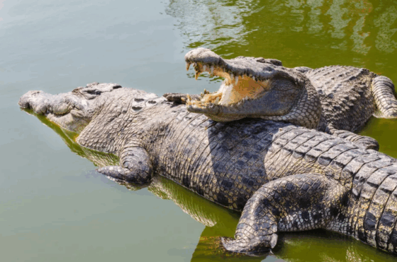 Mamba Village aka Crocodile Center