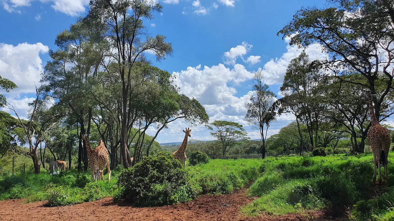 Giraffes in Kenya