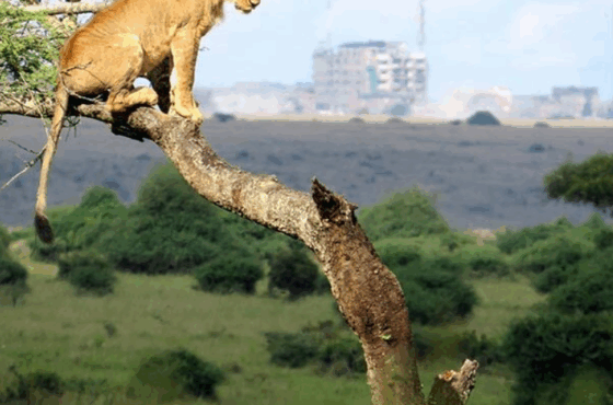 Nairobi National Park