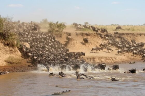 3 Days Masai Mara Migration Safari