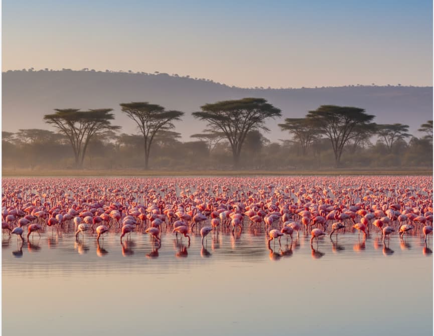 Pink flamingos feeding along the shores of Lake Nakuru.