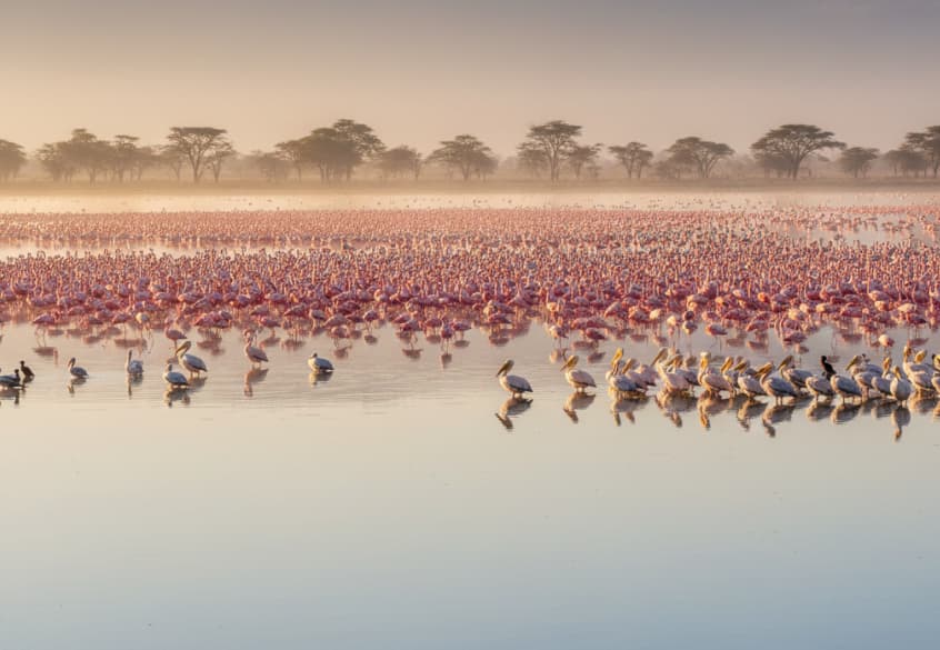 Thousands of pink flamingos and other waterbirds at Lake Nakuru National Park, Kenya.