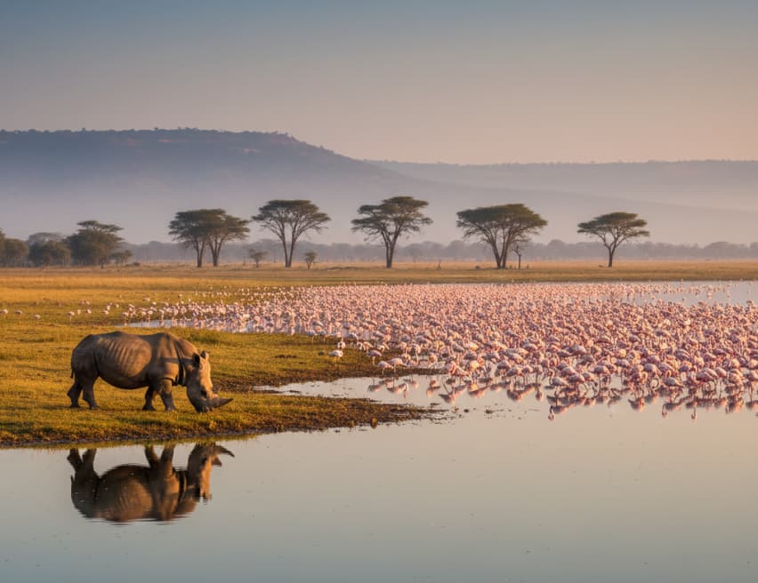 White rhino grazing near the flamingo-filled shores of Lake Nakuru.