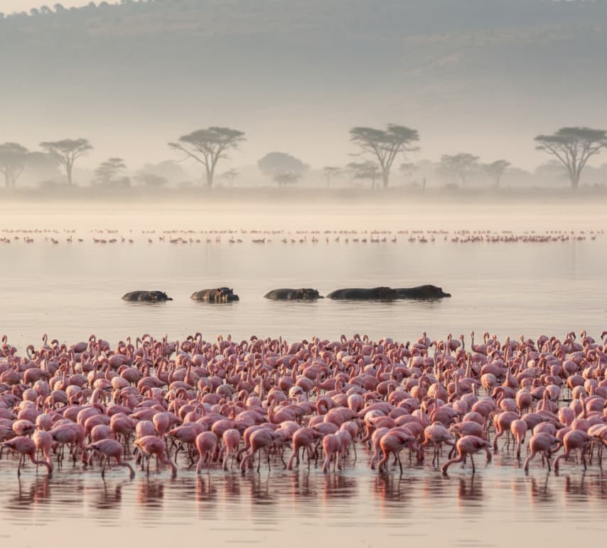 Flamingos feeding in Lake Nakuru with hippos resting nearby in their natural habitat in Kenya.