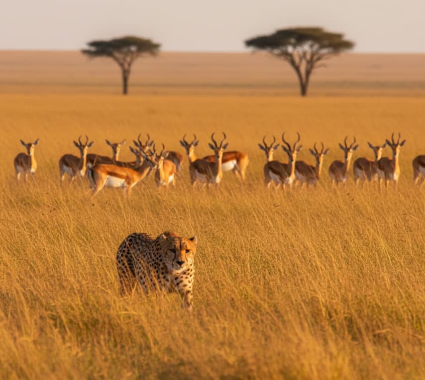 Cheetah stalking a herd of gazelles in the Masai Mara savannah, photo taken during a Kenya safari.
