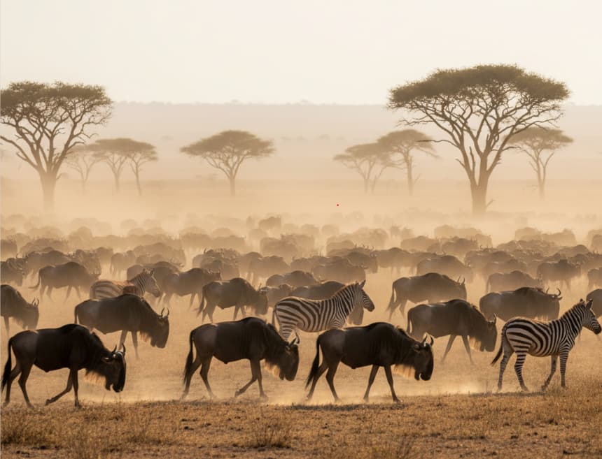 A breathtaking large-scale migration scene for maximum impact and trust.