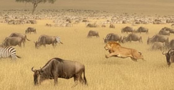 4 Days, 3 Nights Masai Mara Migration