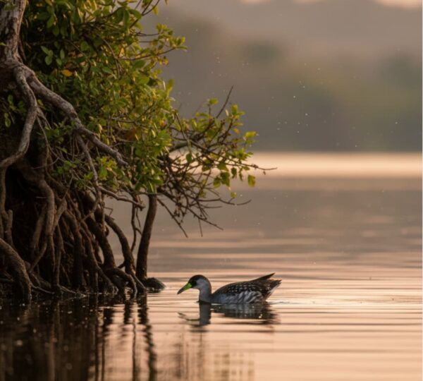 African Finfoot swimming along the shoreline at Lake Mburo National Park Uganda