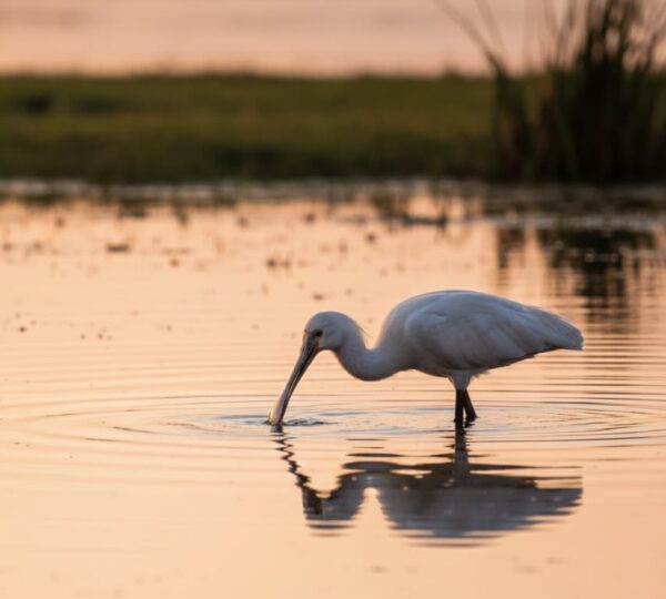African Spoonbill feeding in shallow waters along Lake Naivasha.