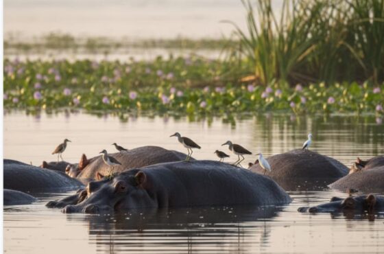 2 Days Kenya Birding Safari: Nairobi National Park & Lake Naivasha