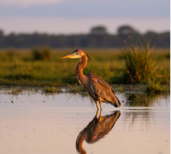 Goliath Heron standing in shallow waters of Lake Naivasha, Kenya – birdwatching safari, wildlife photography, and lake wetland ecosystem with sunrise reflections
