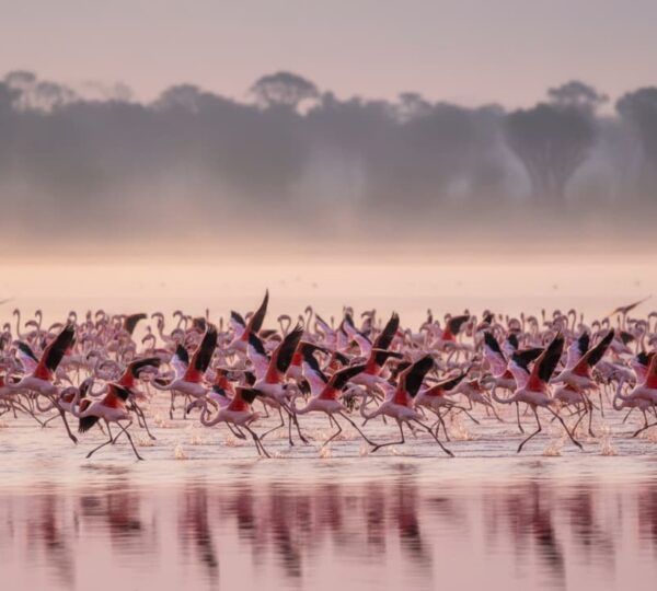 Lesser Flamingos taking off from the shallow waters of Lake Nakuru