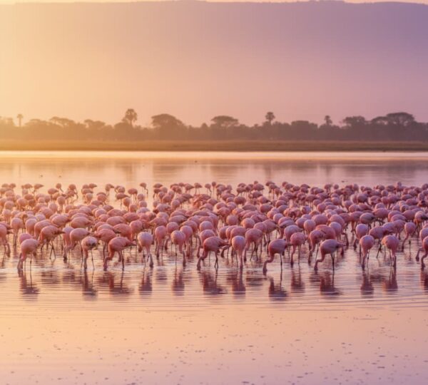 Flock of lesser flamingos feeding in Lake Manyara at sunrise, Tanzania