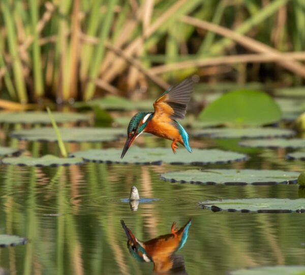 Malachite Kingfisher diving for prey in Mabamba Swamp Uganda