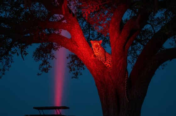 6 Days Masai Mara – Lake Naivasha – Lake Manyara – Ngorongoro