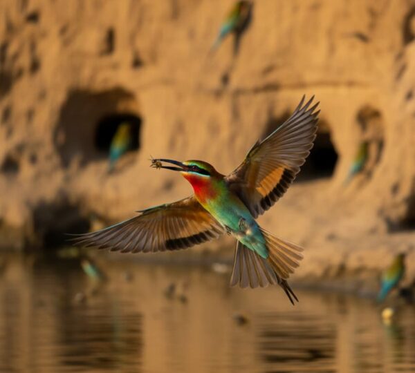 Red-throated Bee-Eater catching a bee near the River Nile in Murchison Falls Uganda