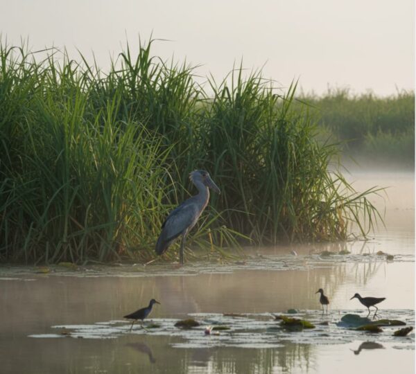 Shoebill Stork standing in Mabamba Swamp Uganda