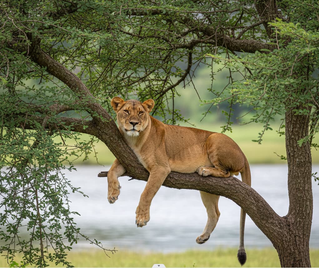 A rare tree-climbing lioness resting in an acacia tree at Lake Manyara National Park, a unique behavior famous in this Rift Valley ecosystem.