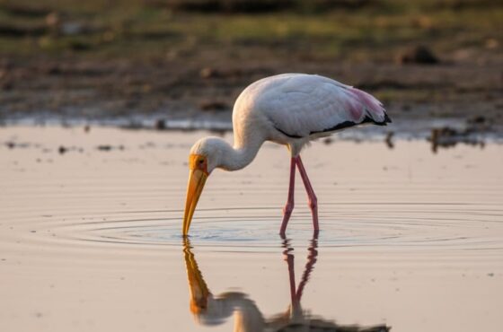 4 Days Nairobi National Park, Lake Naivasha & Nakuru Birding Tour