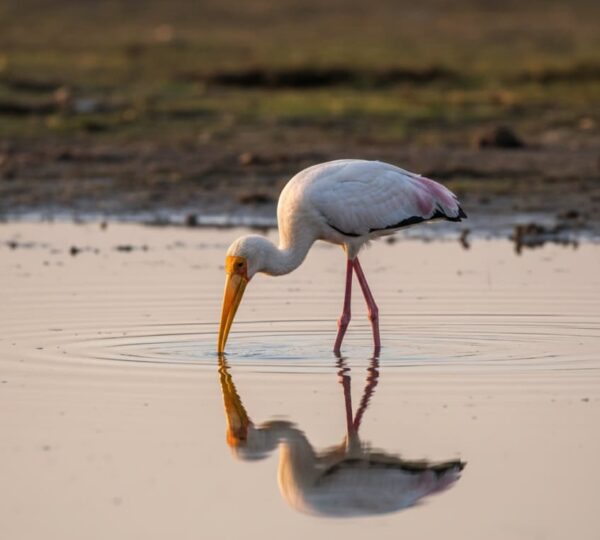 Yellow-Billed Stork feeding in the shallow alkaline waters of Lake Nakuru.