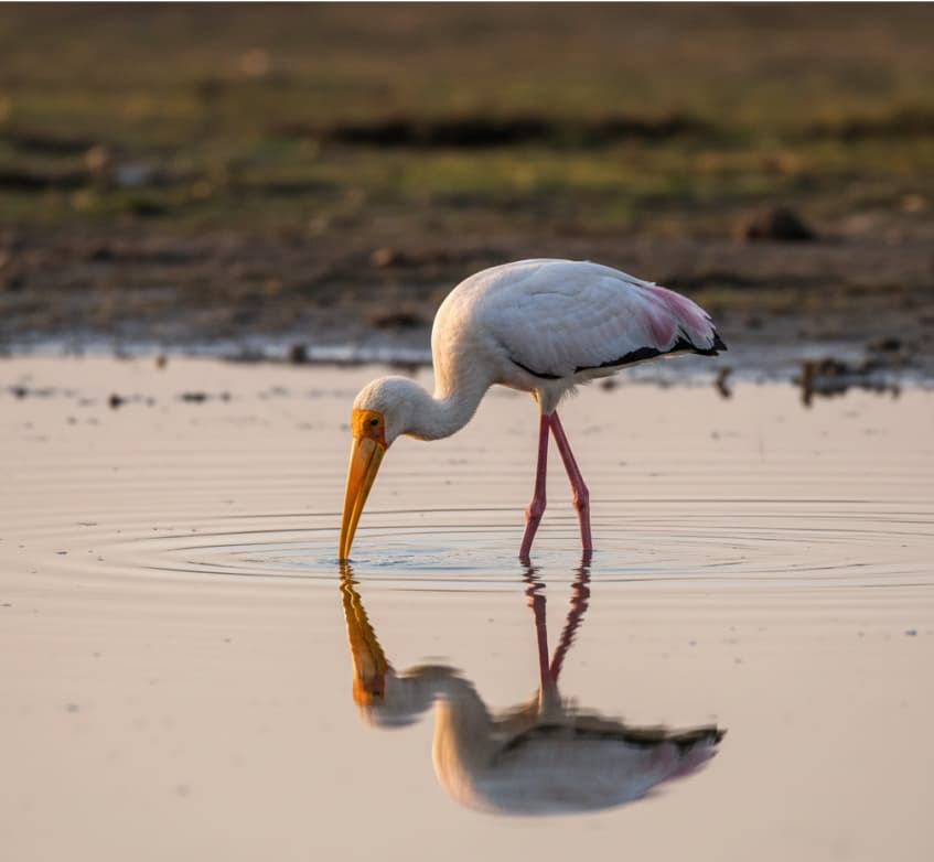 Yellow-Billed Stork feeding in the shallow alkaline waters of Lake Nakuru.