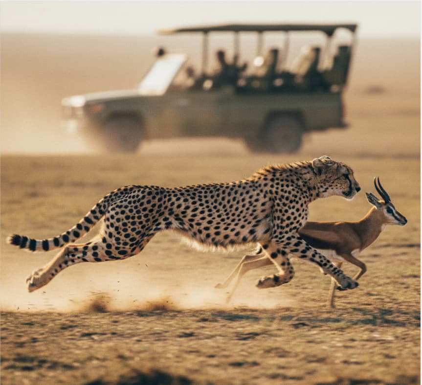 10 Days: Queen Elizabeth – Bwindi – Amboseli – Nakuru – Masai Mara Safari 2 A cheetah in a high-speed hunt across the golden Mara savannah, illustrating the predator-rich ecosystem of Kenya’s premier game reserve.