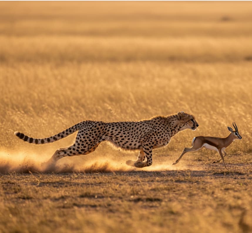 cheetah-hunt-sprint-action-masai-mara