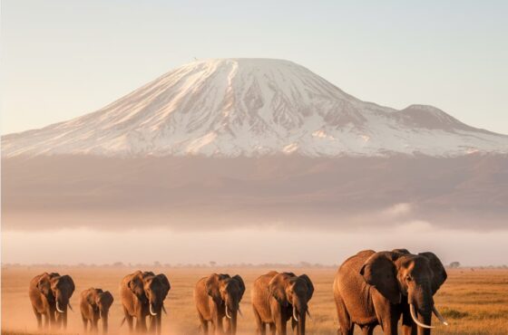 3 Days Amboseli Safari – Itinerary, Cost, Park Fees & Travel Guide