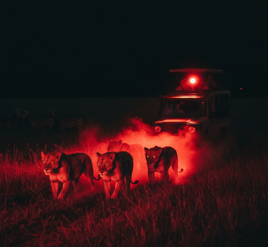 A lion pride stalking prey during a night game drive in the Masai Mara, capturing the intense nocturnal predator activity of the Kenyan savannah.