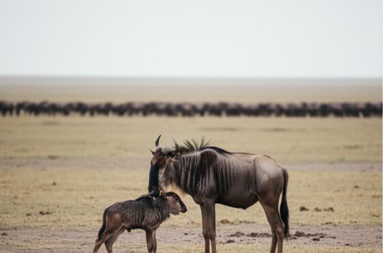 7 Days Lake Nakuru – Masai Mara – Serengeti – Ngorongoro