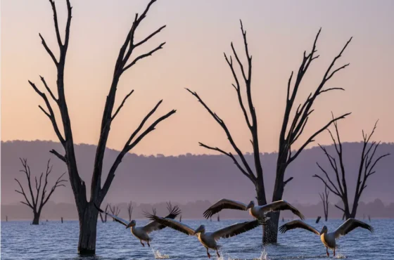 Bird Watching in Lake Nakuru National Park 2026: The 450-Species Spotter’s Map