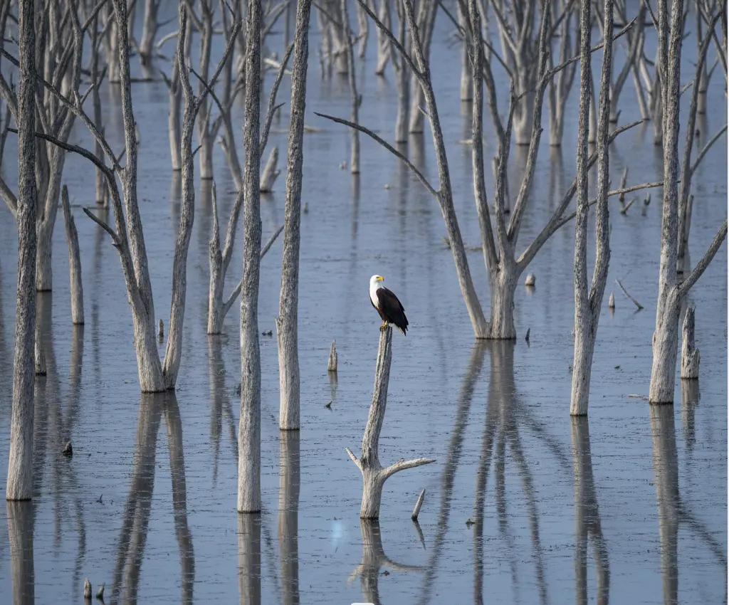 Submerged trees of the Dead Forest at Hippo Point, Lake Nakuru National Park in 2026.