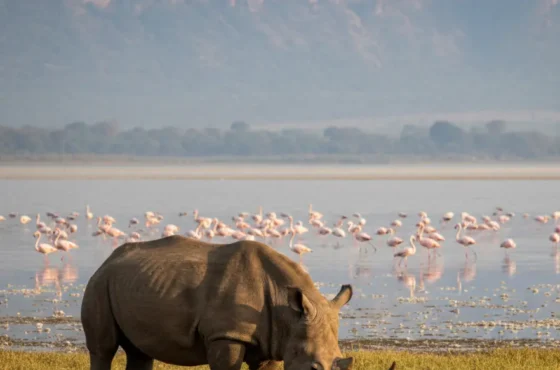 Flamingos in Lake Nakuru 2026: The Honest Insider Guide