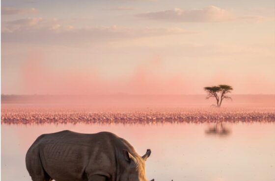 How to Pay Lake Nakuru Park Fees on eCitizen: 2026 KWSPay Step-by-Step Guide