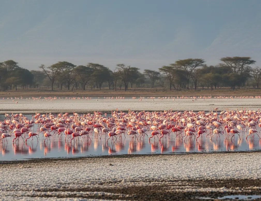 Best Time to Visit Lake Nakuru National Park: 2026 Opening Hours & Seasonal Tips 5 A flock of Lesser and Greater flamingos feeding in the shallow alkaline waters of Lake Nakuru near the Nderit gate area.