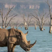 White Rhino by the flooded shoreline of Lake Nakuru with submerged acacia trees.