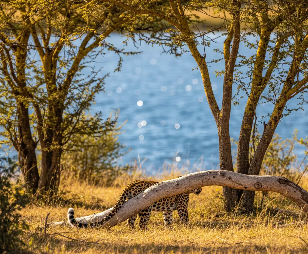 A leopard stralling in an acacia tree forest seen from the Lion Hill lookout in 2026