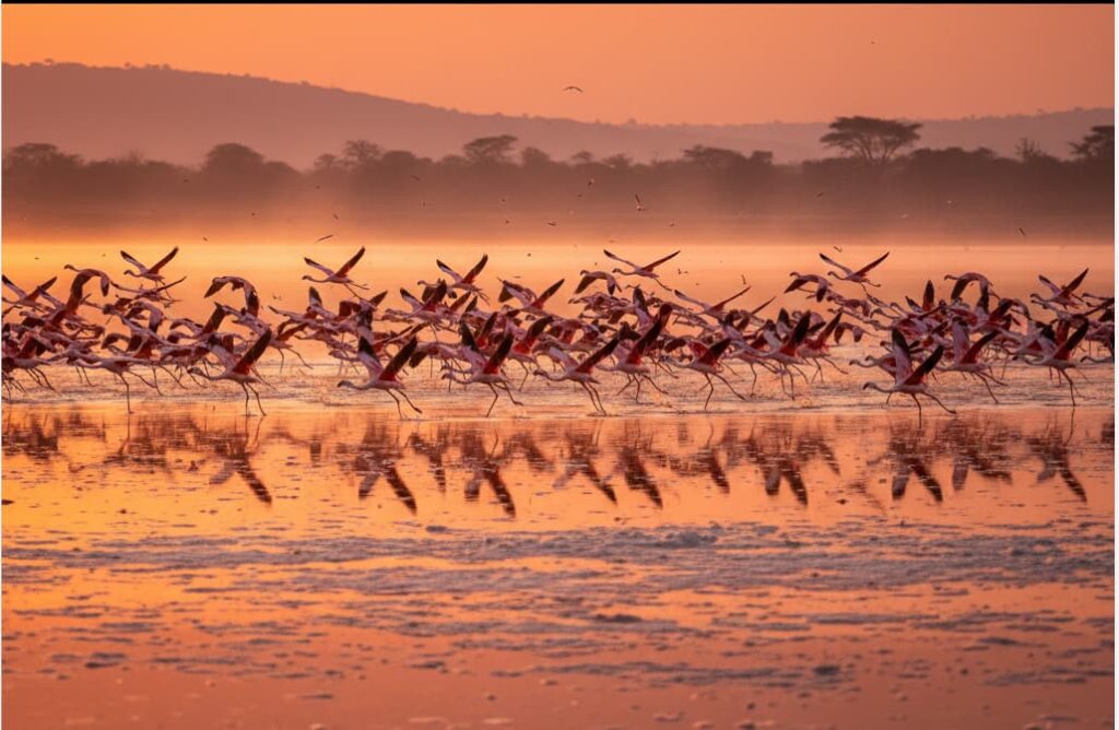 Best Time to Visit Lake Nakuru National Park: 2026 Opening Hours & Seasonal Tips 2 lesser flamingos flight lake nakuru kenya