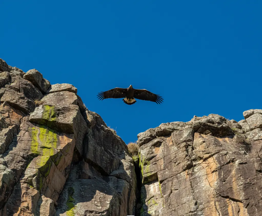 Bird Watching in Lake Nakuru National Park 2026: The 450-Species Spotter’s Map 4 A Verreaux's Eagle soaring over the Makalia Falls cliffs, a top location for bird watching in Lake Nakuru National Park.